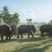 Bali Zoo Launches Elephant Explorer, A New Approach to Meaningful Elephant Encounters