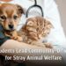 Chula Students Lead Community-Driven Model for Stray Animal Welfare