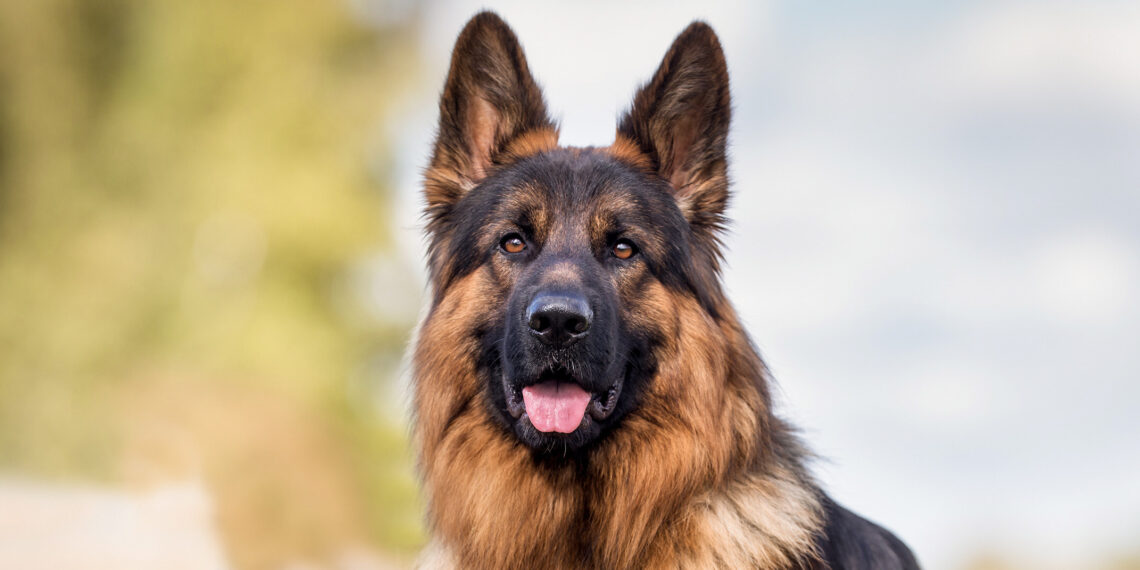 Millions of ‘pandemic pets’ are reaching midlife, but owners could miss a crucial opportunity to improve their pet’s healthspan