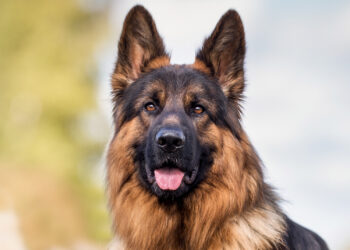 Millions of ‘pandemic pets’ are reaching midlife, but owners could miss a crucial opportunity to improve their pet’s healthspan