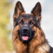 Millions of ‘pandemic pets’ are reaching midlife, but owners could miss a crucial opportunity to improve their pet’s healthspan