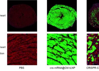 METiS TechBio to Present Late-Breaking Data on Near-Complete Cardiomyocyte Delivery at CRS 2026