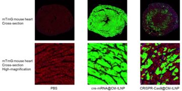 METiS TechBio to Present Late-Breaking Data on Near-Complete Cardiomyocyte Delivery at CRS 2026