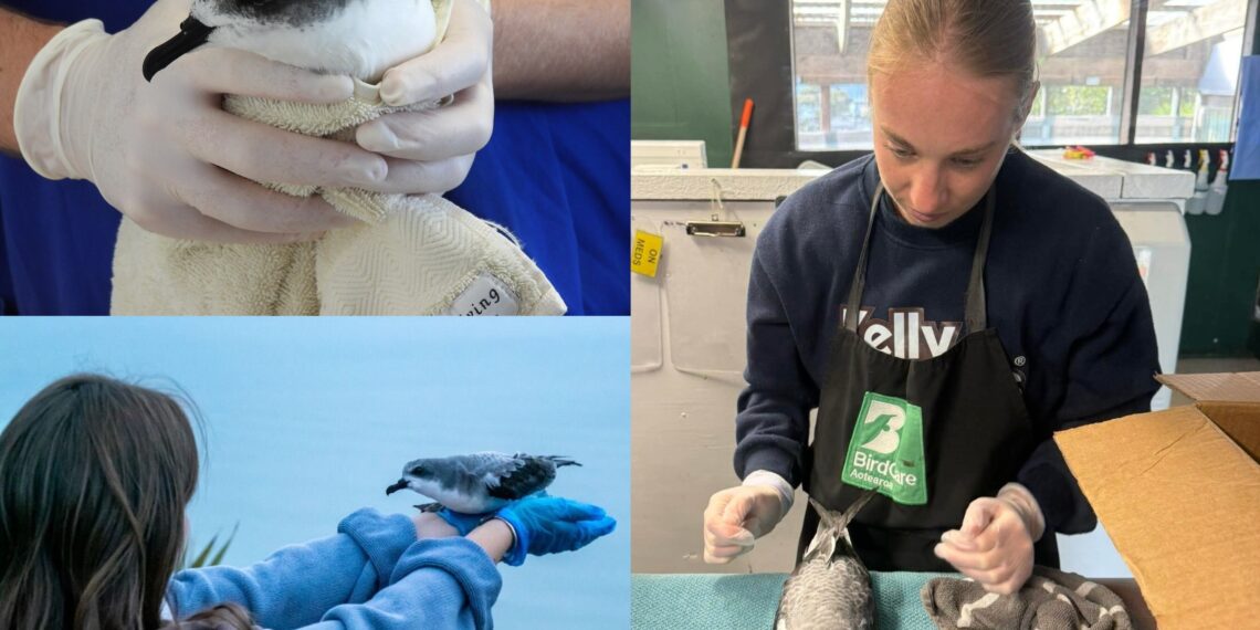 SEA LIFE Kelly Tarlton’s is Lighting the Way for Cook’s Petrels