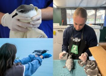 SEA LIFE Kelly Tarlton’s is Lighting the Way for Cook’s Petrels
