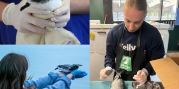 SEA LIFE Kelly Tarlton’s is Lighting the Way for Cook’s Petrels