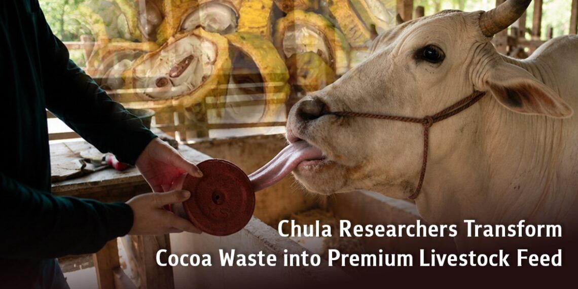 Chula Researchers Transform Cocoa Waste into Premium Livestock Feed