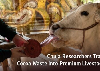Chula Researchers Transform Cocoa Waste into Premium Livestock Feed