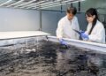 CJ Foods to Break Ground on Commercial Land-Based Gim Cultivation Facility, Pioneering Sustainable Production of Korean Seaweed