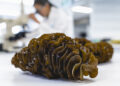 Seaweed extract shown to relieve prostate symptoms