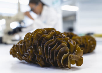 Seaweed extract shown to relieve prostate symptoms