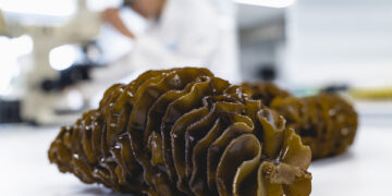Seaweed extract shown to relieve prostate symptoms