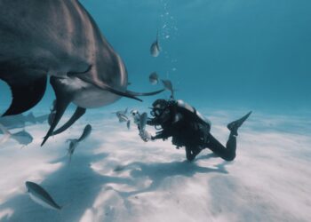 Insta360 Marks Shark Awareness Day with Global Campaign to Help Protect Sharks