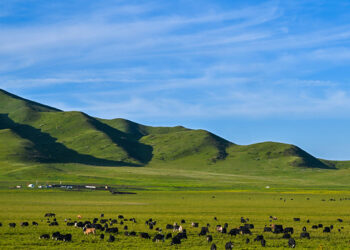 Beijing Review: Yaks and the revolution