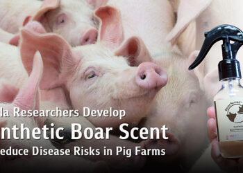 Chula Researchers Develop Synthetic Boar Scent Mimicking Natural Pheromones to Reduce Disease Outbreak Risks in Pig Farms