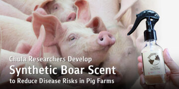 Chula Researchers Develop Synthetic Boar Scent Mimicking Natural Pheromones to Reduce Disease Outbreak Risks in Pig Farms