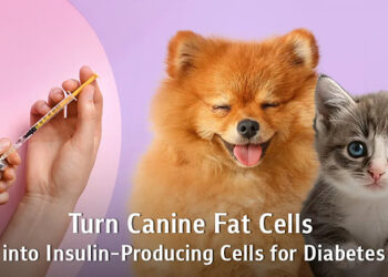 “From Canine Fat Tissue to Insulin-Producing Cells”: Chula Veterinary Researchers Offer New Hope for Diabetes Treatment in Pets