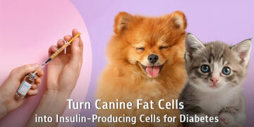 “From Canine Fat Tissue to Insulin-Producing Cells”: Chula Veterinary Researchers Offer New Hope for Diabetes Treatment in Pets