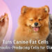 “From Canine Fat Tissue to Insulin-Producing Cells”: Chula Veterinary Researchers Offer New Hope for Diabetes Treatment in Pets