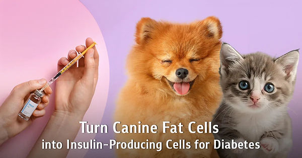 “From Canine Fat Tissue to Insulin-Producing Cells”: Chula Veterinary Researchers Offer New Hope for Diabetes Treatment in Pets