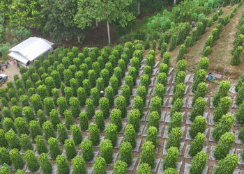 GI-Certified Sarawak Pepper Positioned for Greater Global Recognition