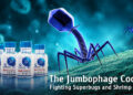 The Jumbophage Cocktail_Fighting Superbugs and Shrimp Disease