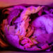 Colossal to Repatriate Rare Moa Egg to Aotearoa (New Zealand)